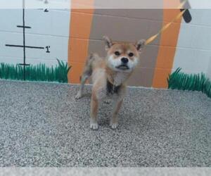 Shiba Inu Dogs for adoption in San Bernardino, CA, USA