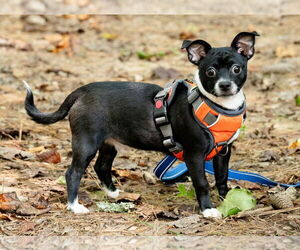 Chihuahua-Unknown Mix Dogs for adoption in Ellijay, GA, USA