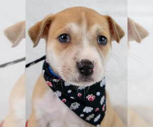 Mutt Dogs for adoption in Kennesaw, GA, USA