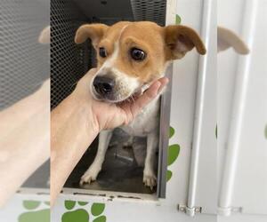 Chihuahua Dogs for adoption in Bakersfield, CA, USA