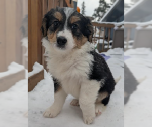 Mutt Dogs for adoption in Brooklyn Center, MN, USA