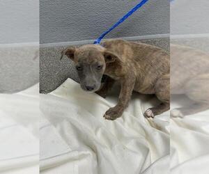 Labrador Retriever-Unknown Mix Dogs for adoption in Las Vegas, NV, USA
