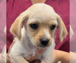 Mutt Dogs for adoption in Chico, CA, USA