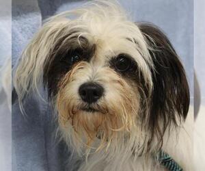 Mutt Dogs for adoption in Thief River Falls, MN, USA