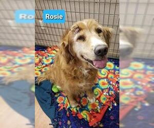 Golden Retriever Dogs for adoption in Richmond, IN, USA