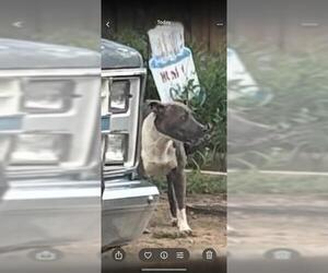 American Staffordshire Terrier-Unknown Mix Dogs for adoption in San Antonio, TX, USA