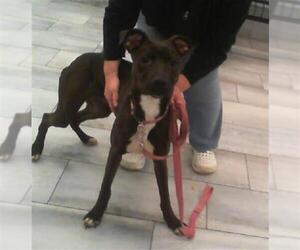 American Pit Bull Terrier-Unknown Mix Dogs for adoption in Charlotte, NC, USA