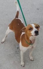 Jack-Rat Terrier Dogs for adoption in Sanford, FL, USA