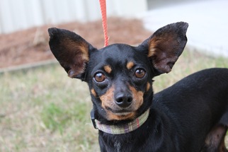Chihuahua Dogs for adoption in Brunswick, GA, USA