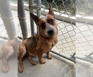 Australian Cattle Dog Dogs for adoption in Ojai, CA, USA
