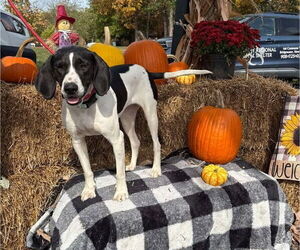 Pointer-Unknown Mix Dogs for adoption in Bridgewater, NJ, USA