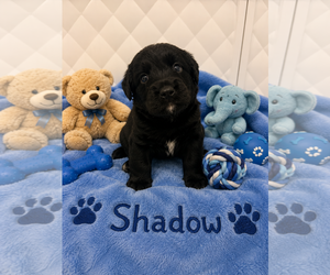 Medium Photo #9 Aussiedor Puppy For Sale in Euless, TX, USA