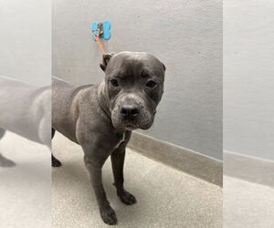 American Pit Bull Terrier-Unknown Mix Dogs for adoption in Las Vegas, NV, USA
