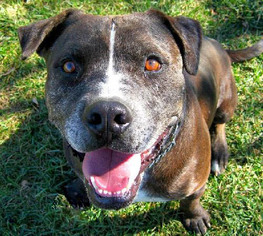 American Staffordshire Terrier-Catahoula Leopard Dog Mix Dogs for adoption in Ventura, CA, USA