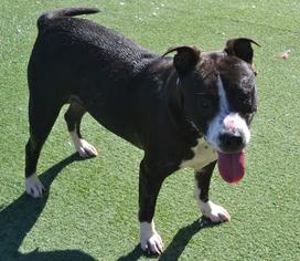 American Pit Bull Terrier-Unknown Mix Dogs for adoption in Rockwall, TX, USA