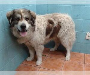 Anatolian Shepherd Dogs for adoption in Downey, CA, USA