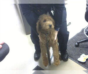 Labradoodle Dogs for adoption in Fort Wayne, IN, USA