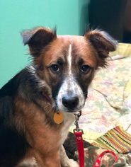 Mutt Dogs for adoption in Ashland, WI, USA