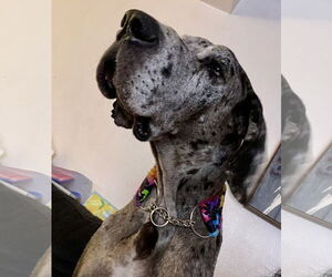 Great Dane Dogs for adoption in El Centro, CA, USA