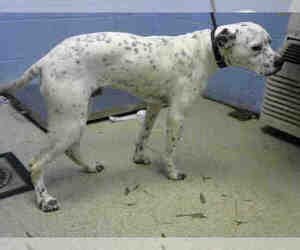 Dalmatian Dogs for adoption in Atlanta, GA, USA