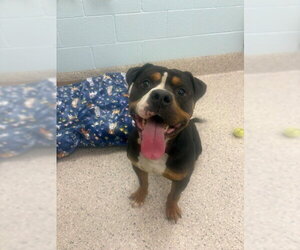 Rottweiler-Unknown Mix Dogs for adoption in Brighton, CO, USA
