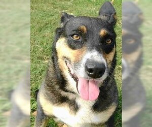 Australian Shepherd-Unknown Mix Dogs for adoption in Frankston, TX, USA