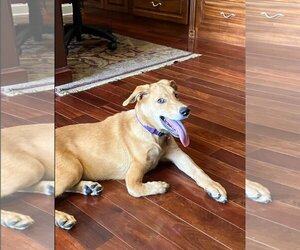 Golden Labrador Dogs for adoption in Blairsville, GA, USA