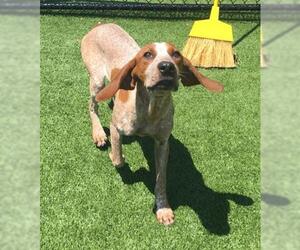 English Coonhound Dogs for adoption in Clyde, NC, USA
