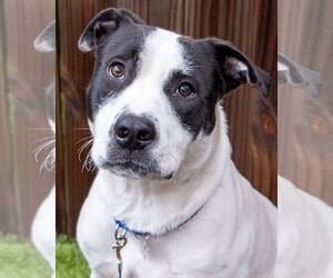 Lab-Pointer Dogs for adoption in Kennesaw, GA, USA