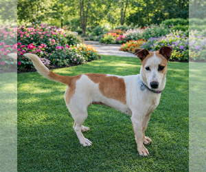 Siberian Husky Dogs for adoption in Menifee, CA, USA