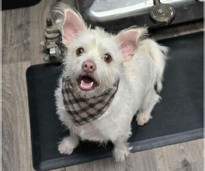 Chihuahua-Unknown Mix Dogs for adoption in Lakewood, CO, USA