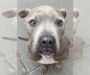 American Pit Bull Terrier Dogs for adoption in Tulsa, OK, USA