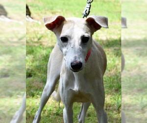 Saluki Dogs for adoption in Cherry Hill, NJ, USA