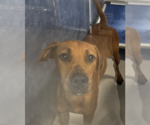 Doberman Pinscher-Labrador Retriever Mix Dogs for adoption in Rowlett, TX, USA