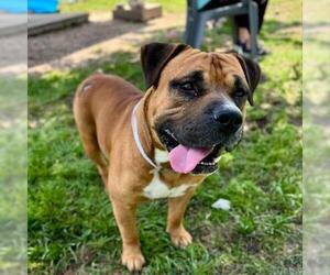 Bulldog Dogs for adoption in Conroe, TX, USA