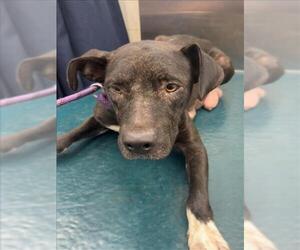 Labrador Retriever-Unknown Mix Dogs for adoption in Mobile, AL, USA