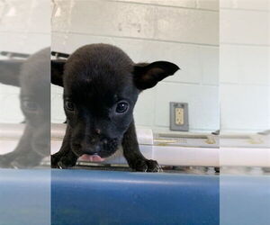 Labrador Retriever Dogs for adoption in Corpus Christi, TX, USA