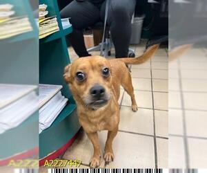Chihuahua Dogs for adoption in West Palm Beach, FL, USA