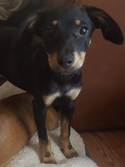 Dachshund-Unknown Mix Dogs for adoption in Surprise, AZ, USA