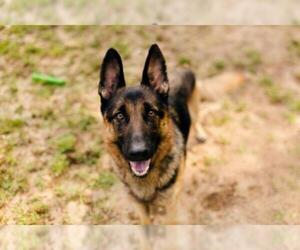 German Shepherd Dog Dogs for adoption in Newaygo, MI, USA