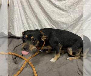 Norfolk Terrier-Unknown Mix Dogs for adoption in Modesto, CA, USA