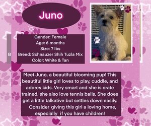 Shih Tzu-Unknown Mix Dogs for adoption in Rancho Cordova, CA, USA