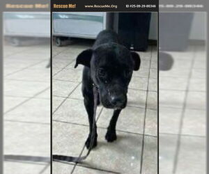 American Pit Bull Terrier-Labrador Retriever Mix Dogs for adoption in Benton, PA, USA