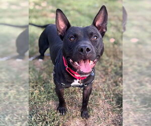 American Pit Bull Terrier Dogs for adoption in Waterford, VA, USA