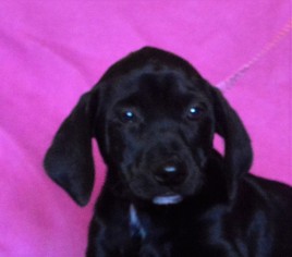 Medium Photo #1 Rottweiler-Unknown Mix Puppy For Sale in Mukwonago, WI, USA