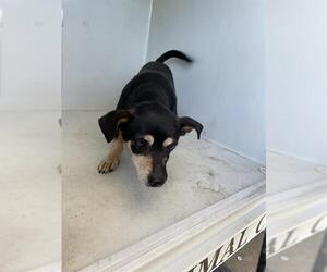 Chihuahua Dogs for adoption in Houston, TX, USA