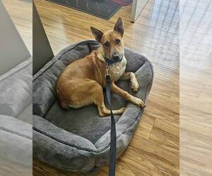 Mutt Dogs for adoption in Paso Robles, CA, USA