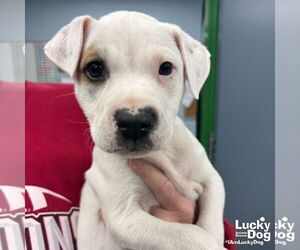 Labrador Retriever-Unknown Mix Dogs for adoption in Washington, DC, USA