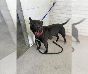 American Pit Bull Terrier Dogs for adoption in San Bernardino, CA, USA