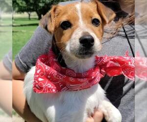 Jack Russell Terrier Dogs for adoption in Von Ormy, TX, USA